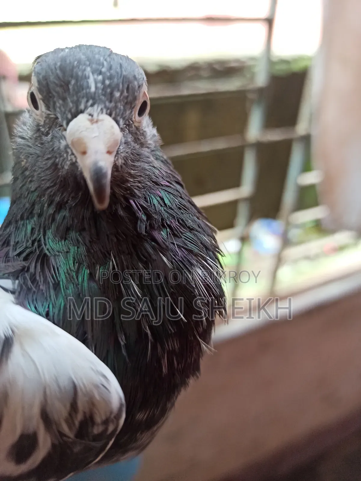 Dabwala Cock Kamagar Hen