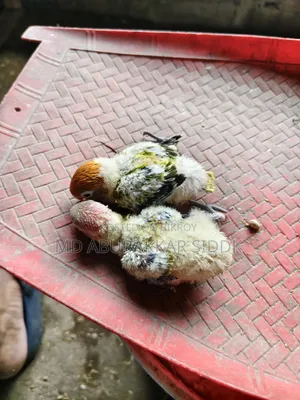 লাভ বার্ড টেম সাইজ বেবি