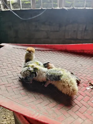 লাভ বার্ড টেম সাইজ বেবি