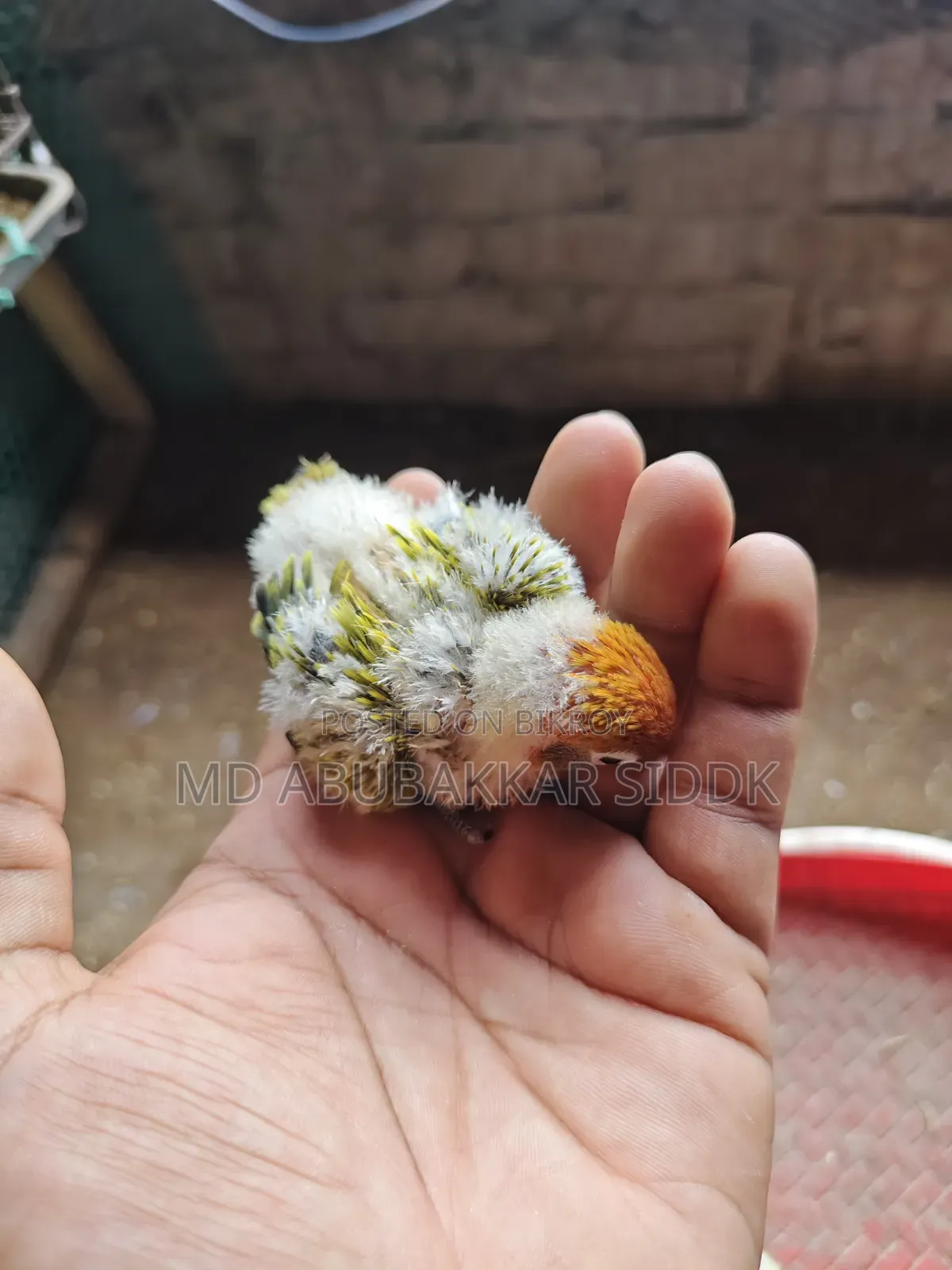 লাভ বার্ড টেম সাইজ বেবি