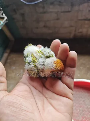 লাভ বার্ড টেম সাইজ বেবি