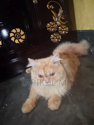 ১+ বছরের পুরুষ খাঁটি পার্সিয়ান