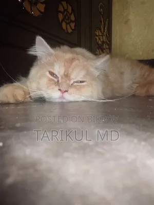 ১+ বছরের পুরুষ খাঁটি পার্সিয়ান