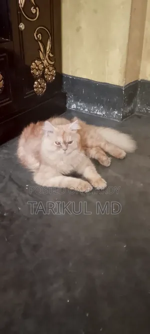 ১+ বছরের পুরুষ খাঁটি পার্সিয়ান