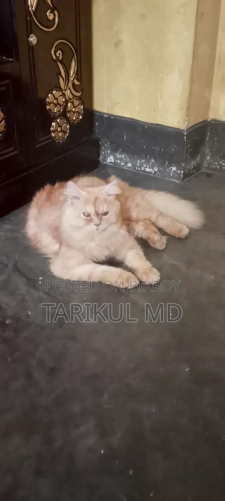 ১+ বছরের পুরুষ খাঁটি পার্সিয়ান