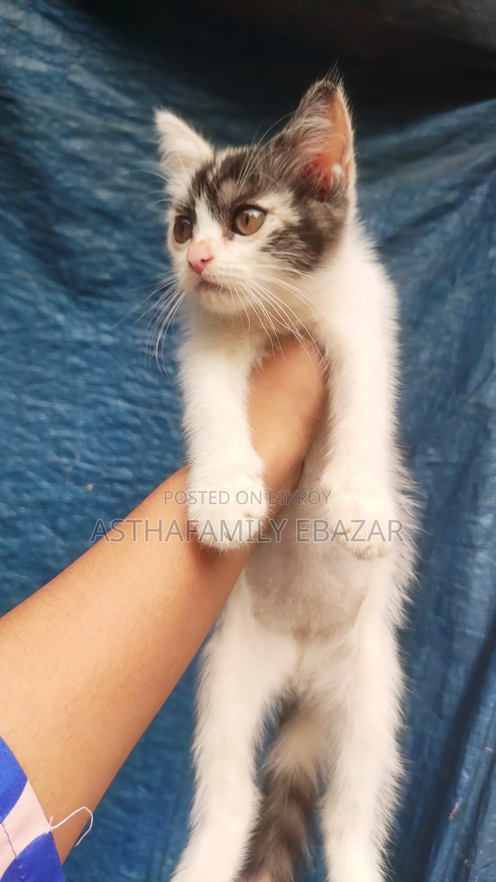 1-3 Months Female Mixed Breed Persian Cat