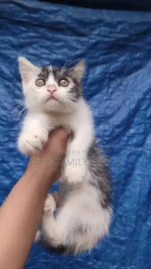 1-3 Months Female Mixed Breed Persian Cat
