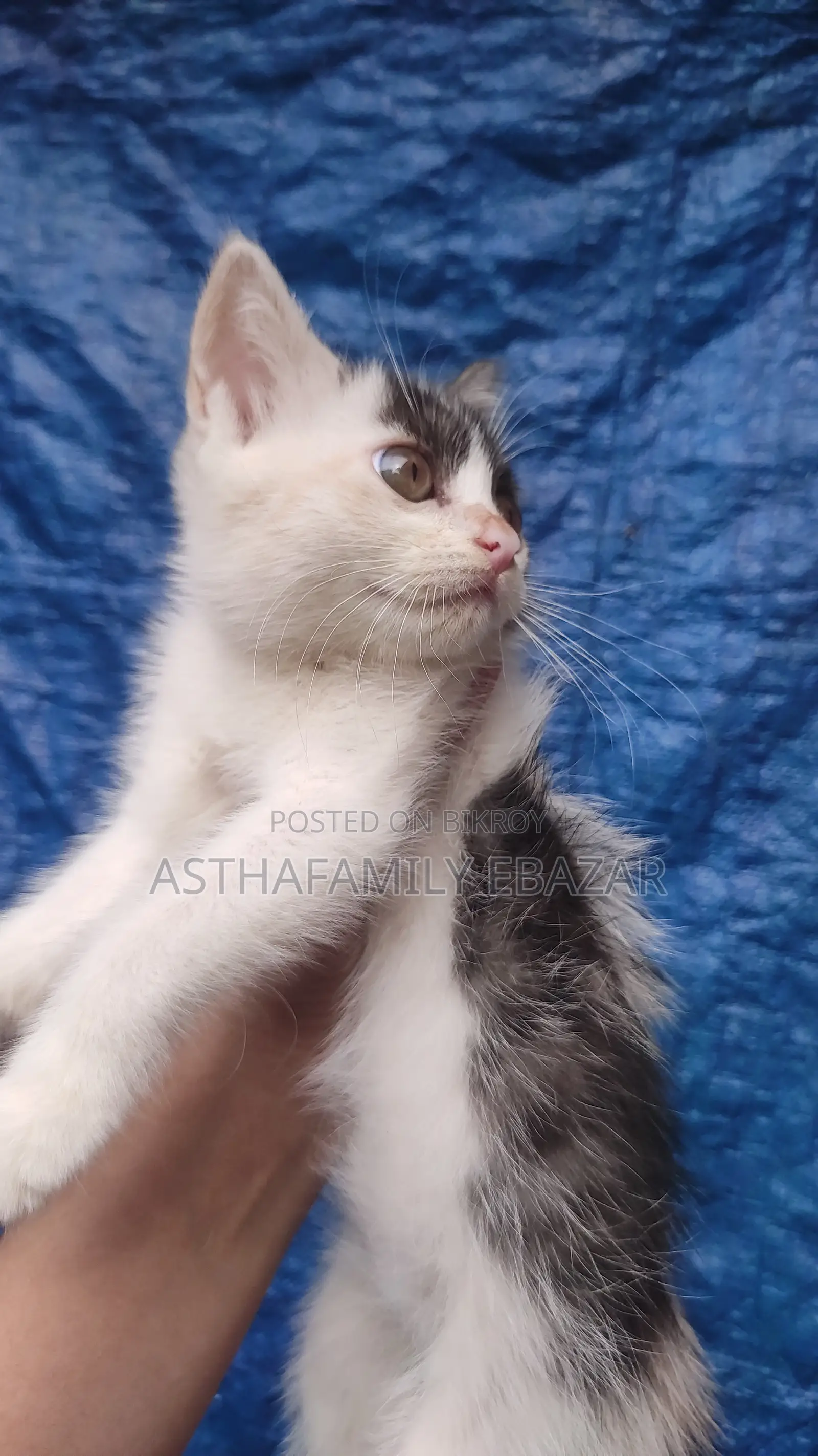 1-3 Months Female Mixed Breed Persian Cat