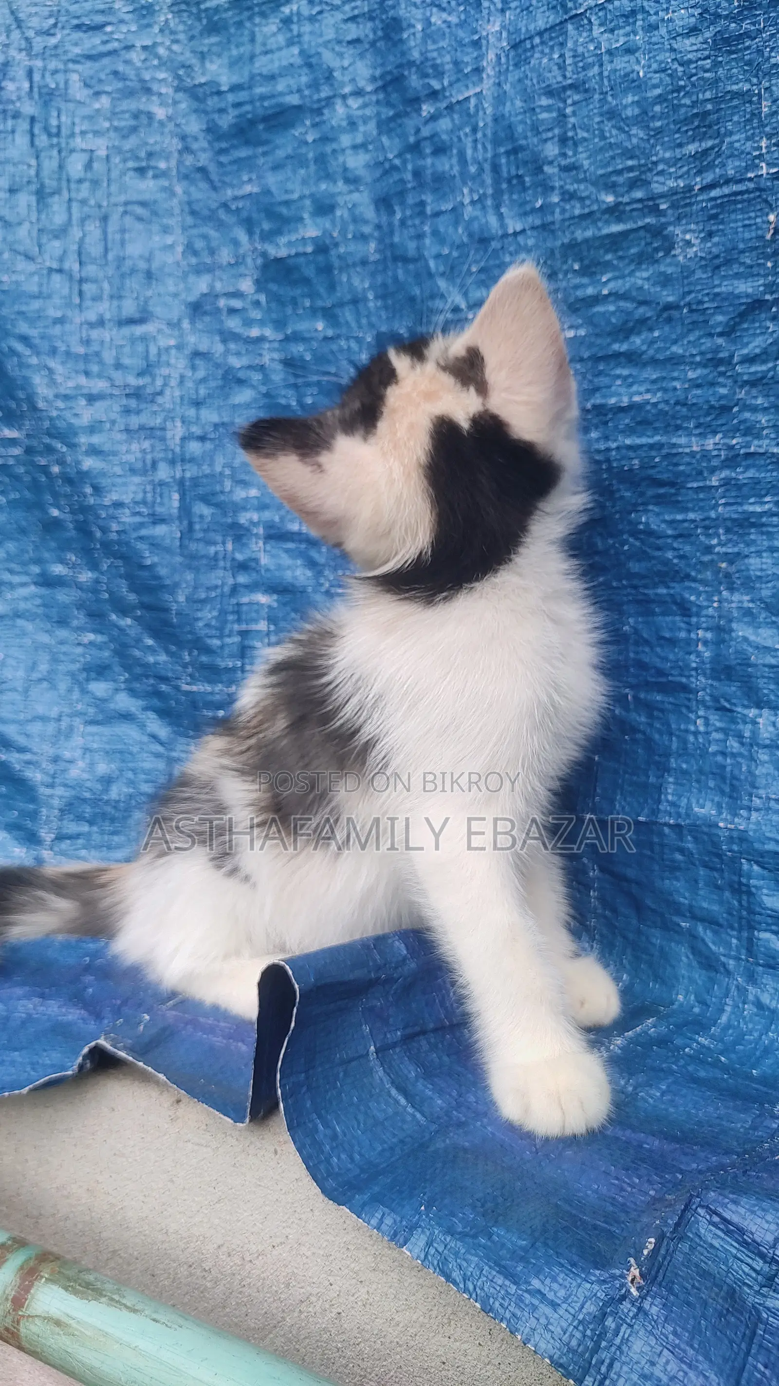 1-3 Months Female Mixed Breed Persian Cat