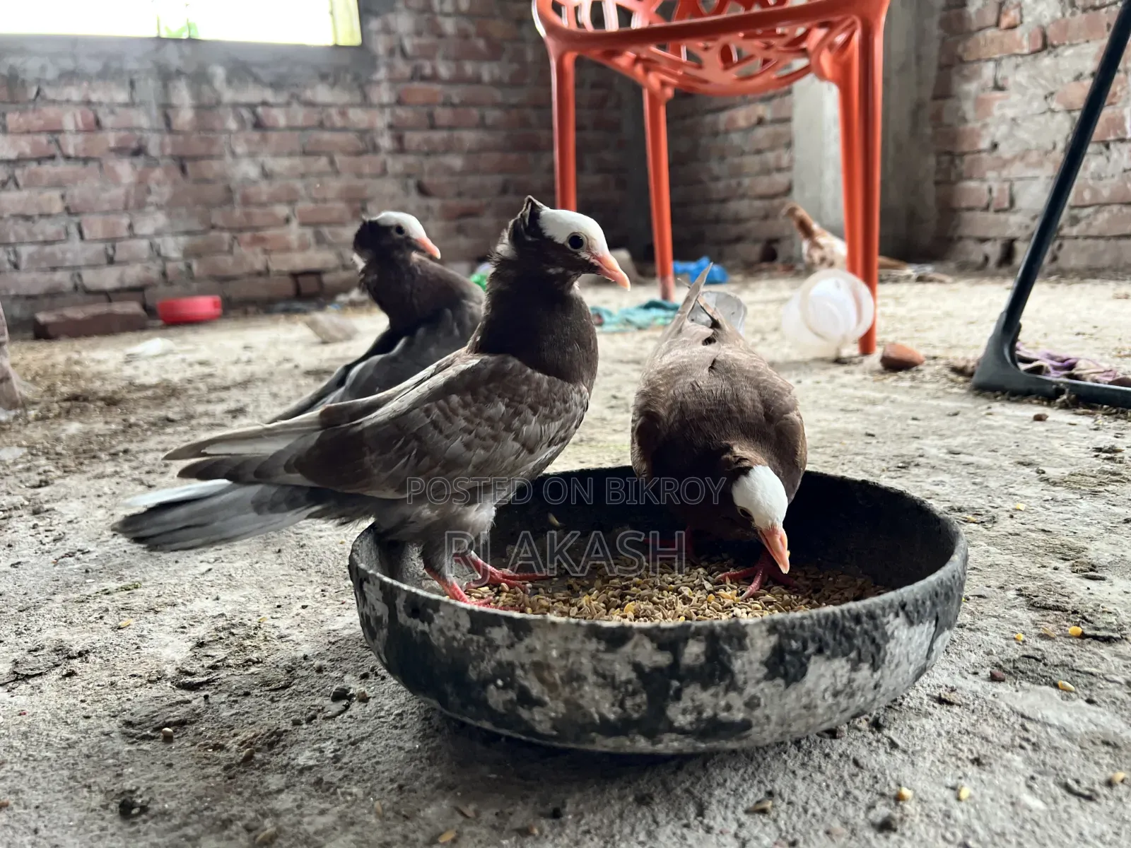 Mukkhi Pigeon Squabs