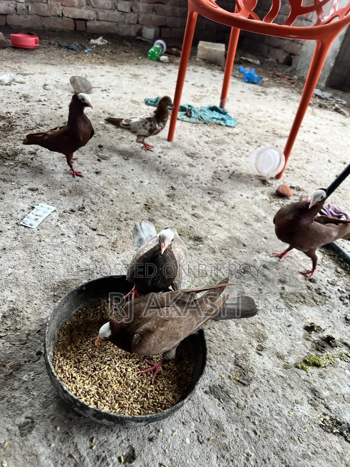 Mukkhi Pigeon Squabs