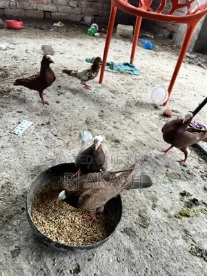 Mukkhi Pigeon Squabs