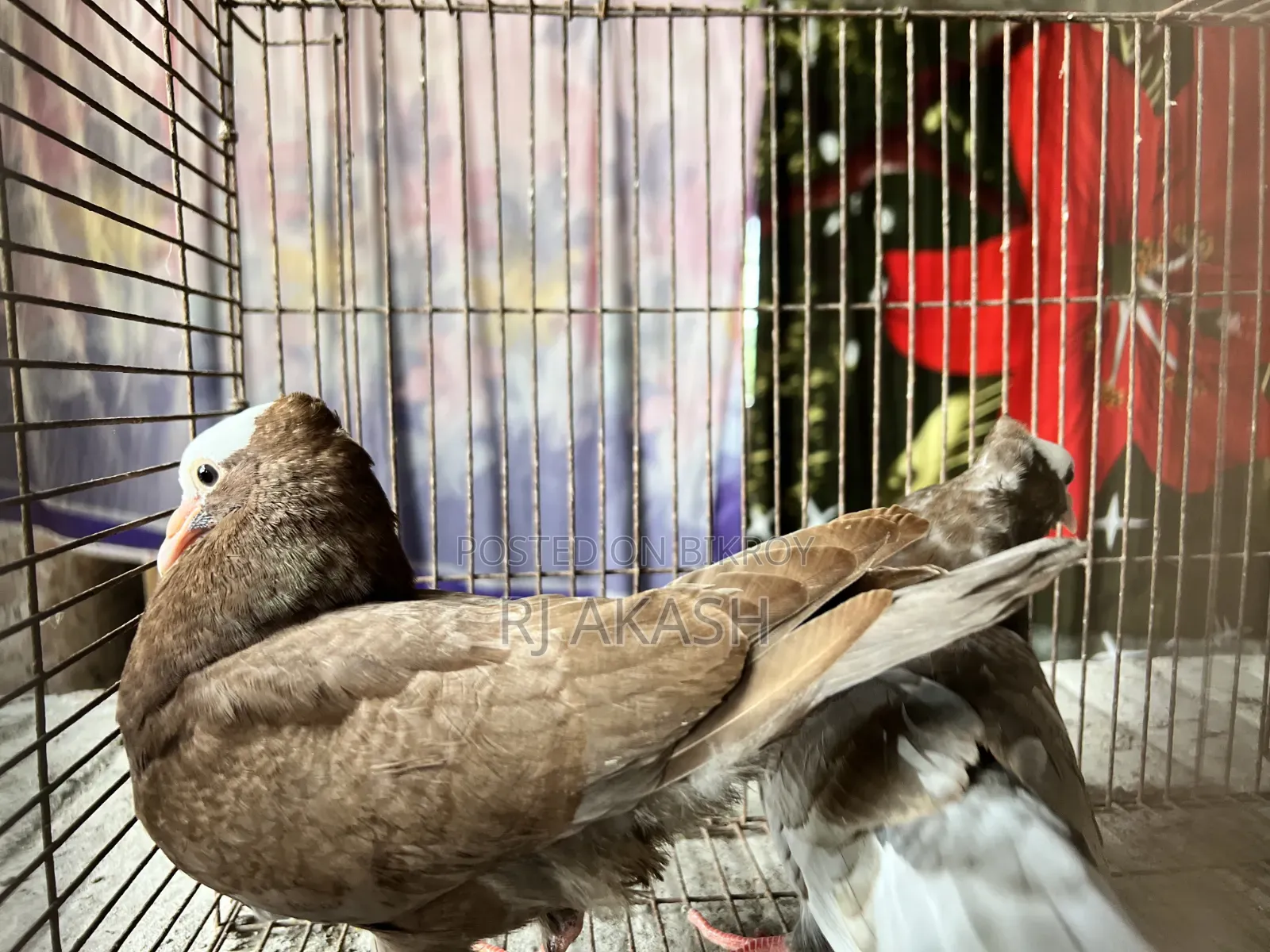 Mukkhi Pigeon Squabs
