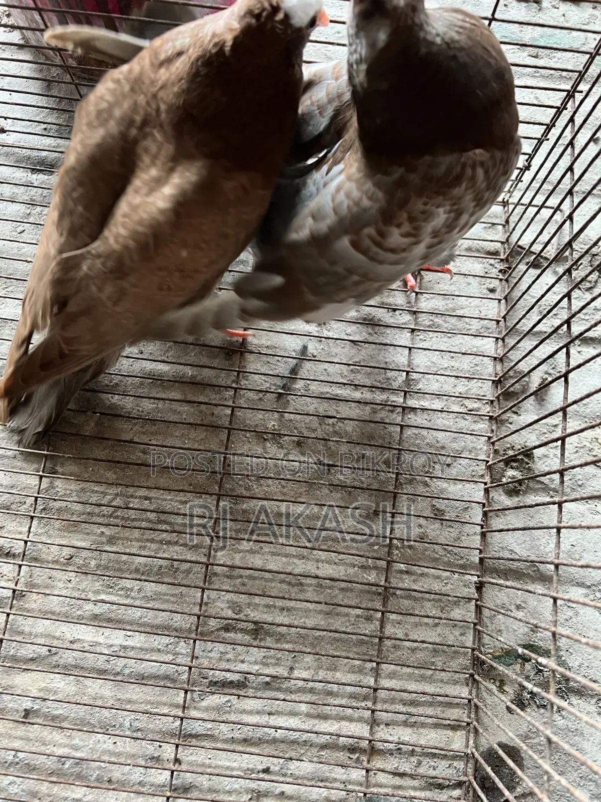 Mukkhi Pigeon Squabs