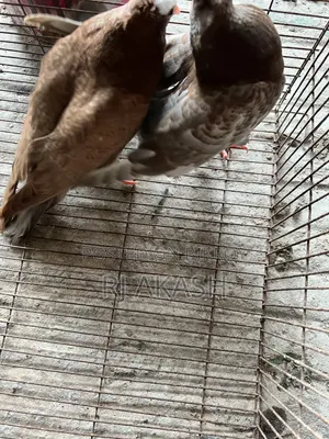 Mukkhi Pigeon Squabs