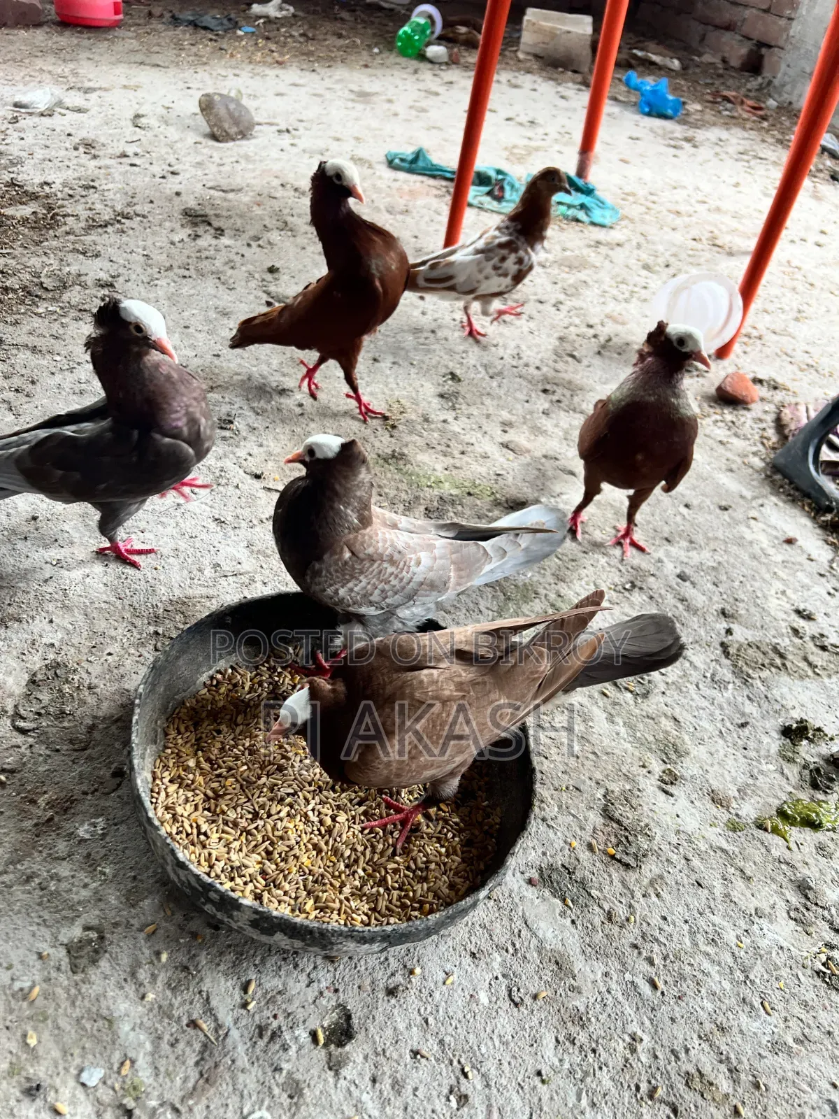 Mukkhi Pigeon Squabs