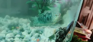 Three Dot Gourami Fish for Sale