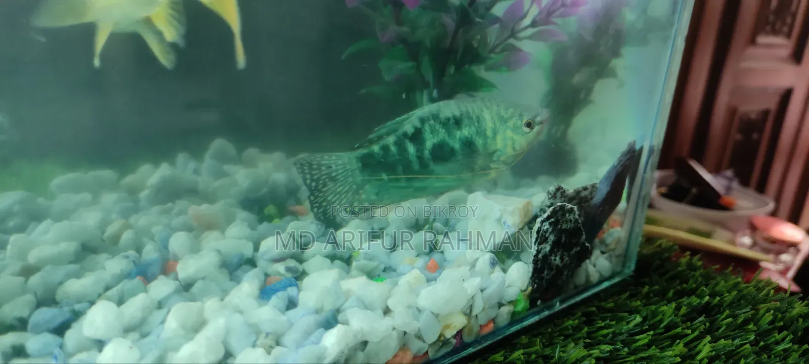 Three Dot Gourami Fish for Sale