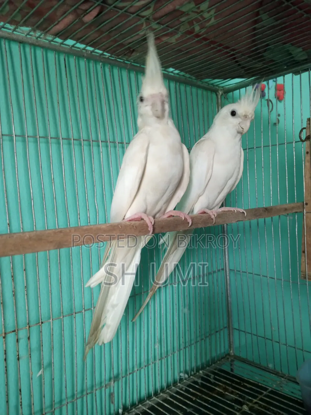 Albino Cockatiel for Sale