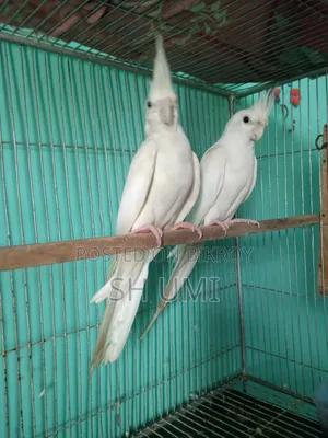 Albino Cockatiel for Sale