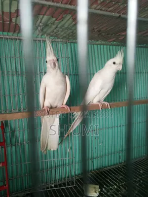 Albino Cockatiel for Sale