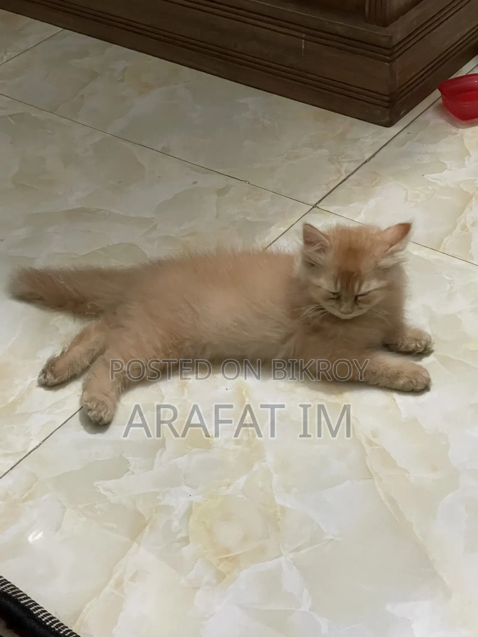 1-3 Months Female Purebred Exotic