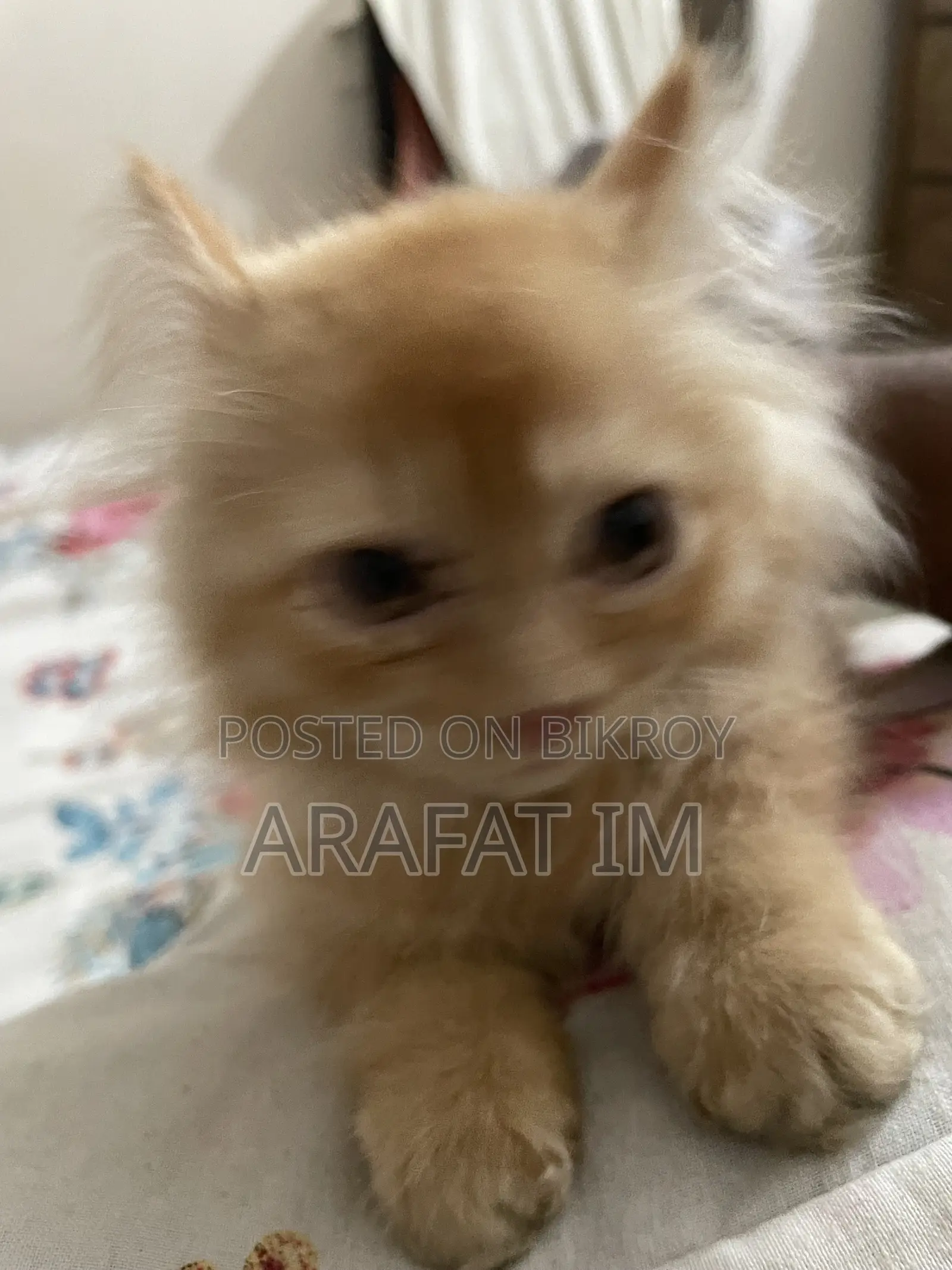 1-3 Months Female Purebred Exotic