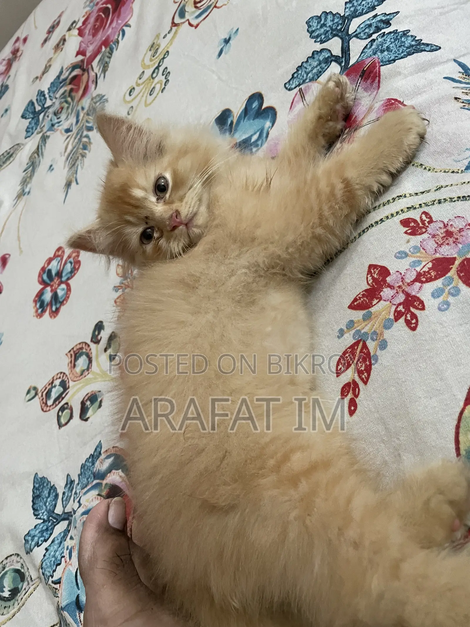 1-3 Months Female Purebred Exotic