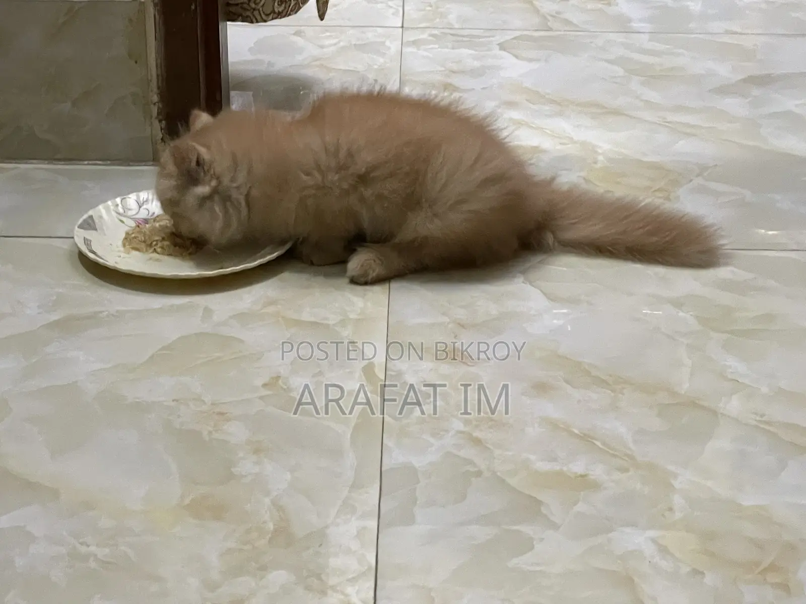 1-3 Months Female Purebred Exotic