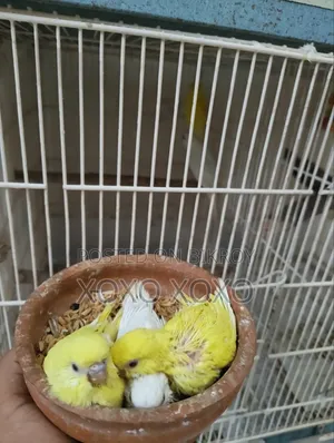 টেম সাইজ বার্জার বিক্রয়ের জন্য