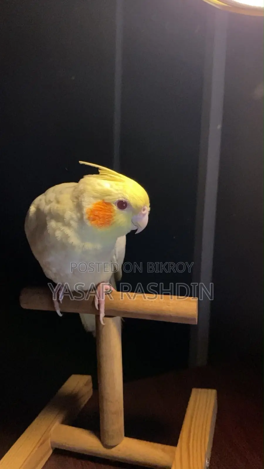 Female Lutino Cockatiel