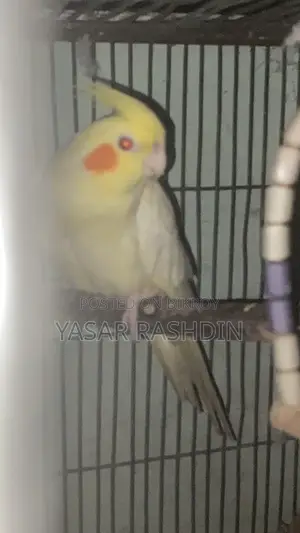 Female Lutino Cockatiel