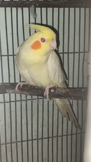 Female Lutino Cockatiel