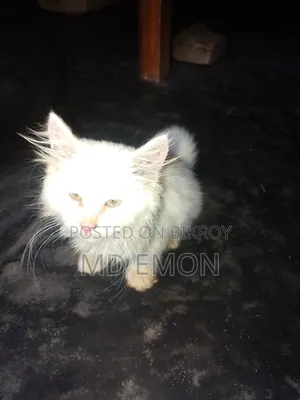 ১-৩ মাসের ফিমেল পিওরব্রেড পার্সিয়ান