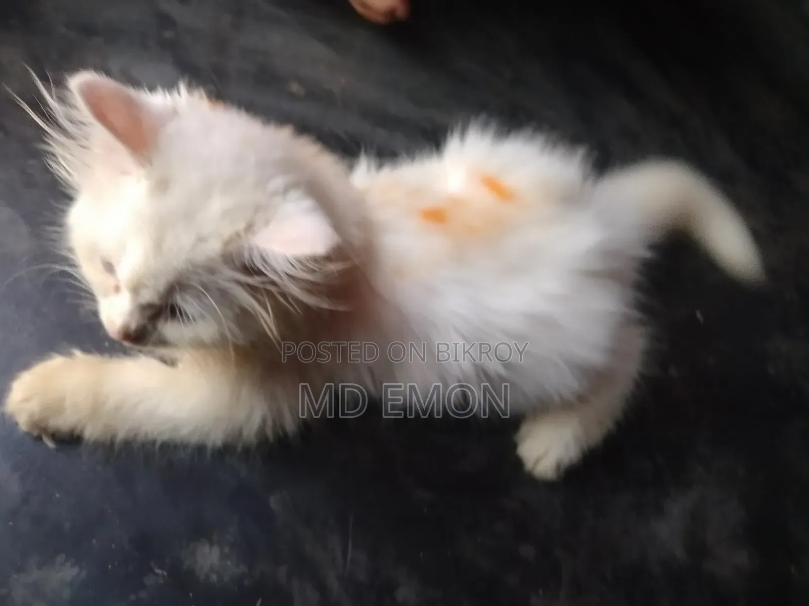 ১-৩ মাসের ফিমেল পিওরব্রেড পার্সিয়ান
