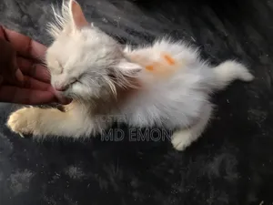 ১-৩ মাসের ফিমেল পিওরব্রেড পার্সিয়ান