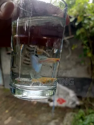 Blue Topaz Guppy