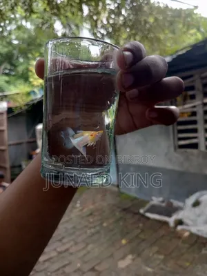 ব্লু টোপাজ গাপ্পি
