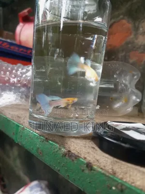 ব্লু টোপাজ গাপ্পি