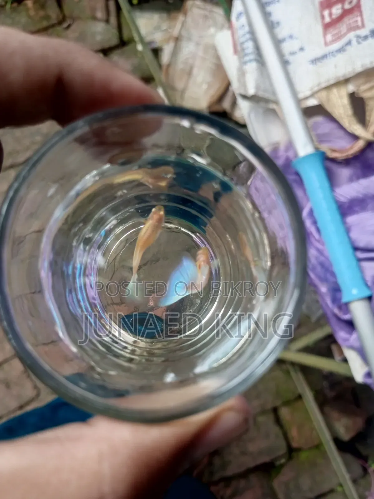 ব্লু টোপাজ গাপ্পি