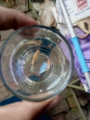 ব্লু টোপাজ গাপ্পি
