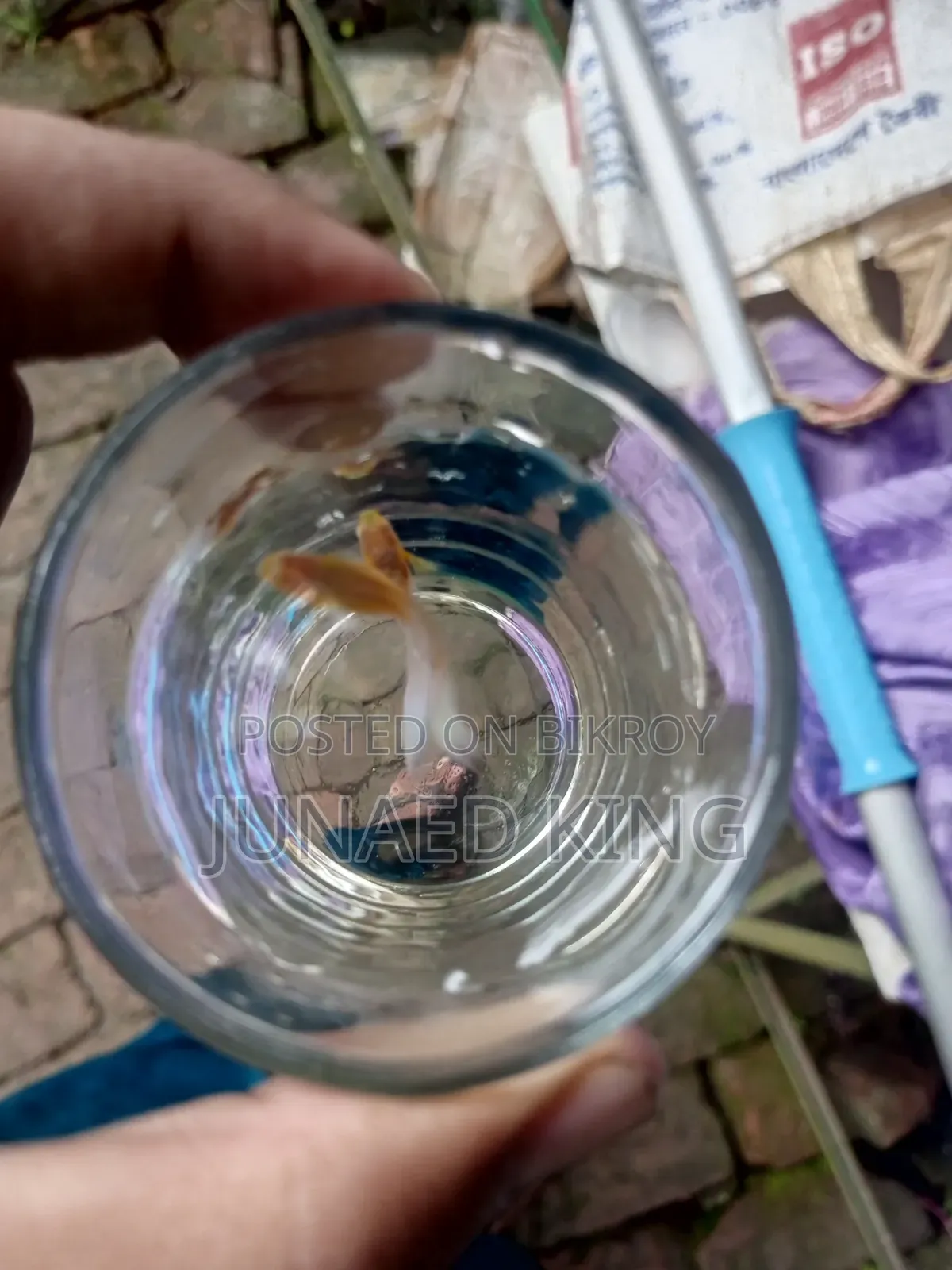 ব্লু টোপাজ গাপ্পি