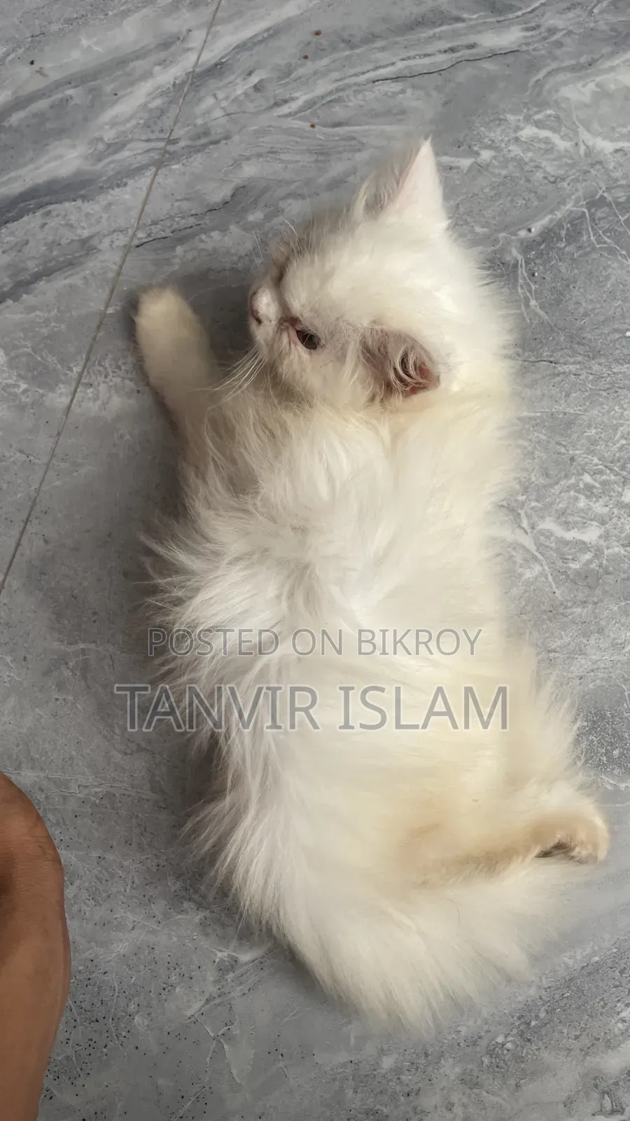 1-3 months Male Purebred Persian