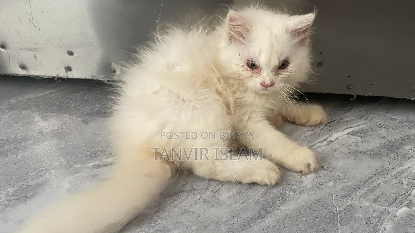 1-3 months Male Purebred Persian