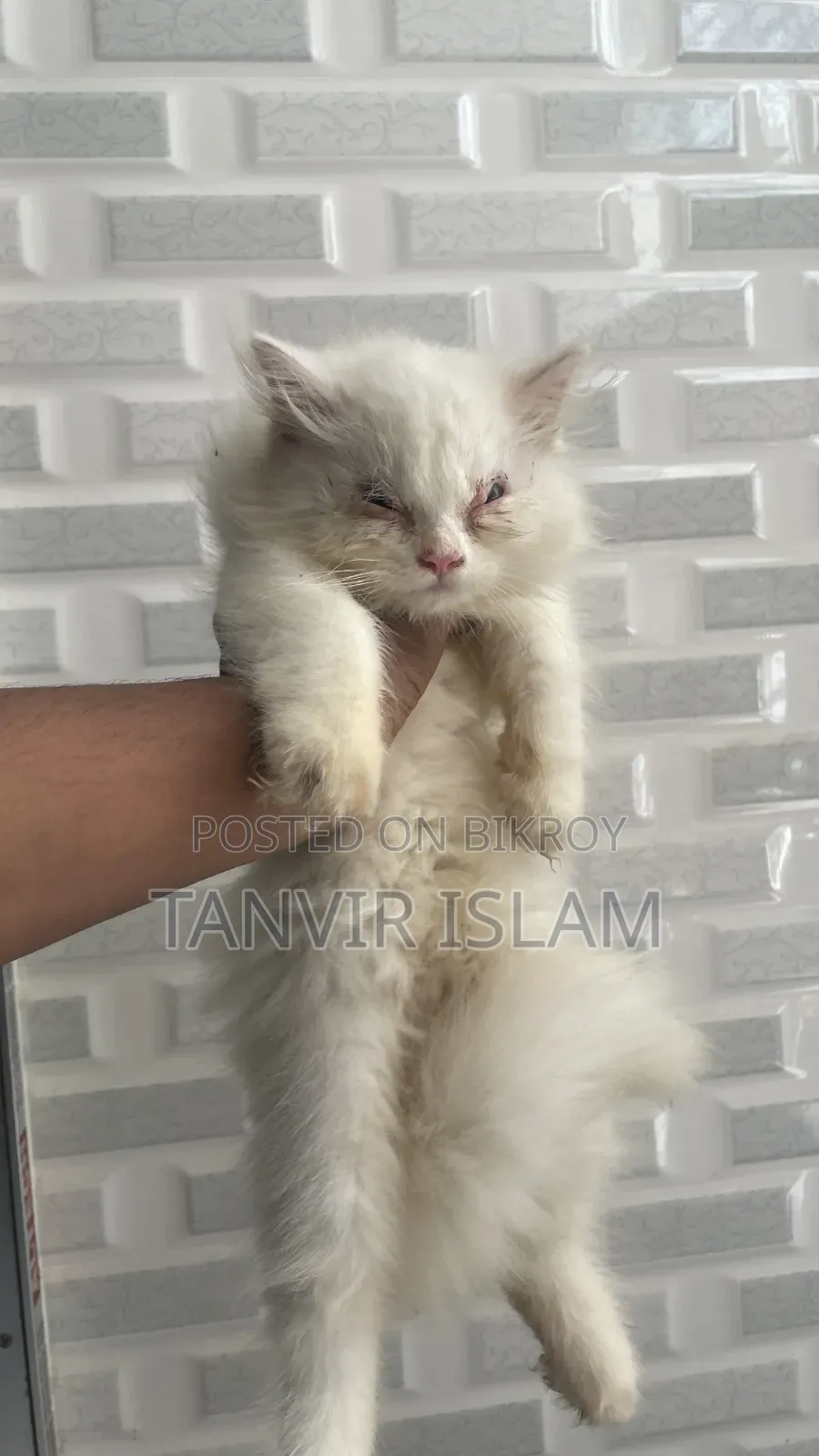 1-3 months Male Purebred Persian