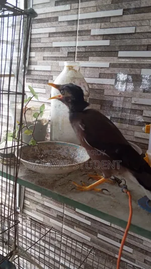 বাচ্চা শালিক পাখি