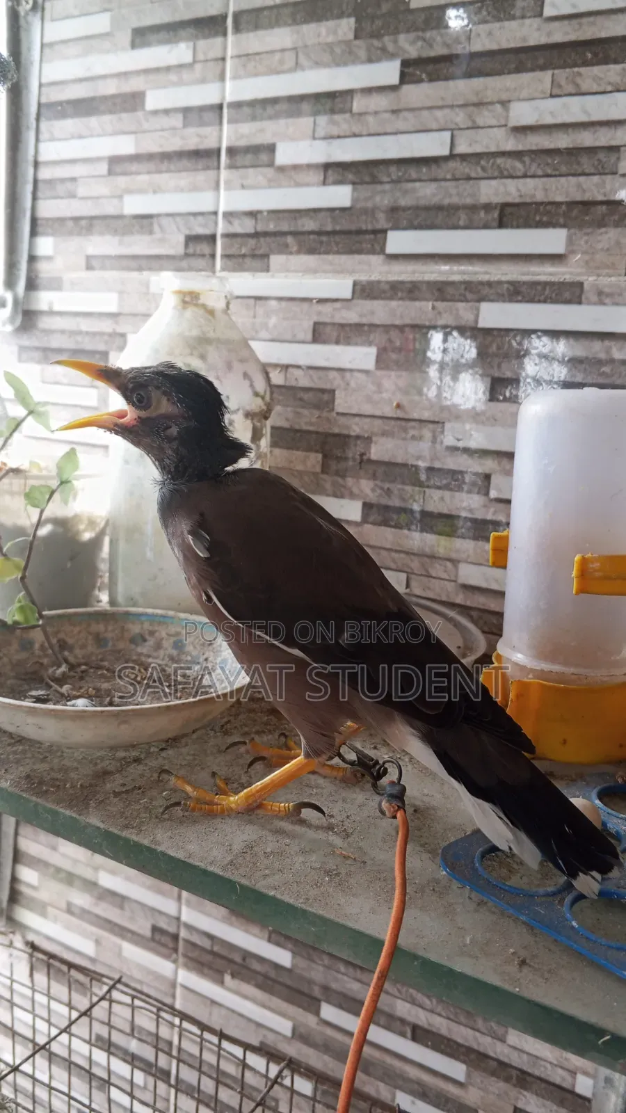বাচ্চা শালিক পাখি