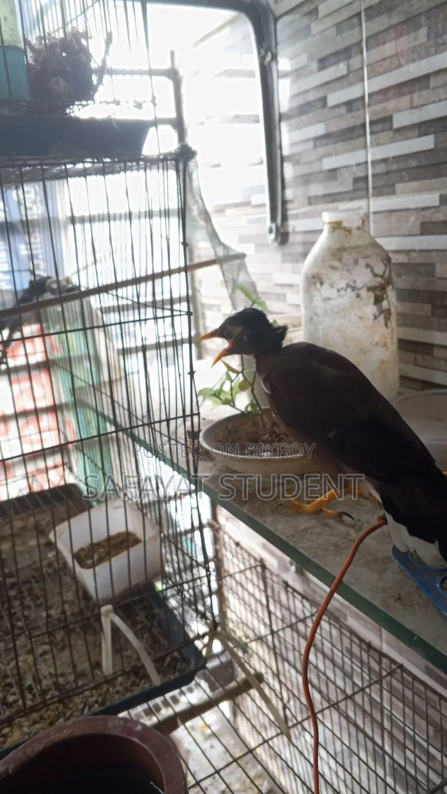 বাচ্চা শালিক পাখি