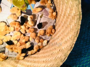 ১-৫ বয়সে কিছু টাইগার মোরগ এর বাচ্চা বিক্রি হবে
