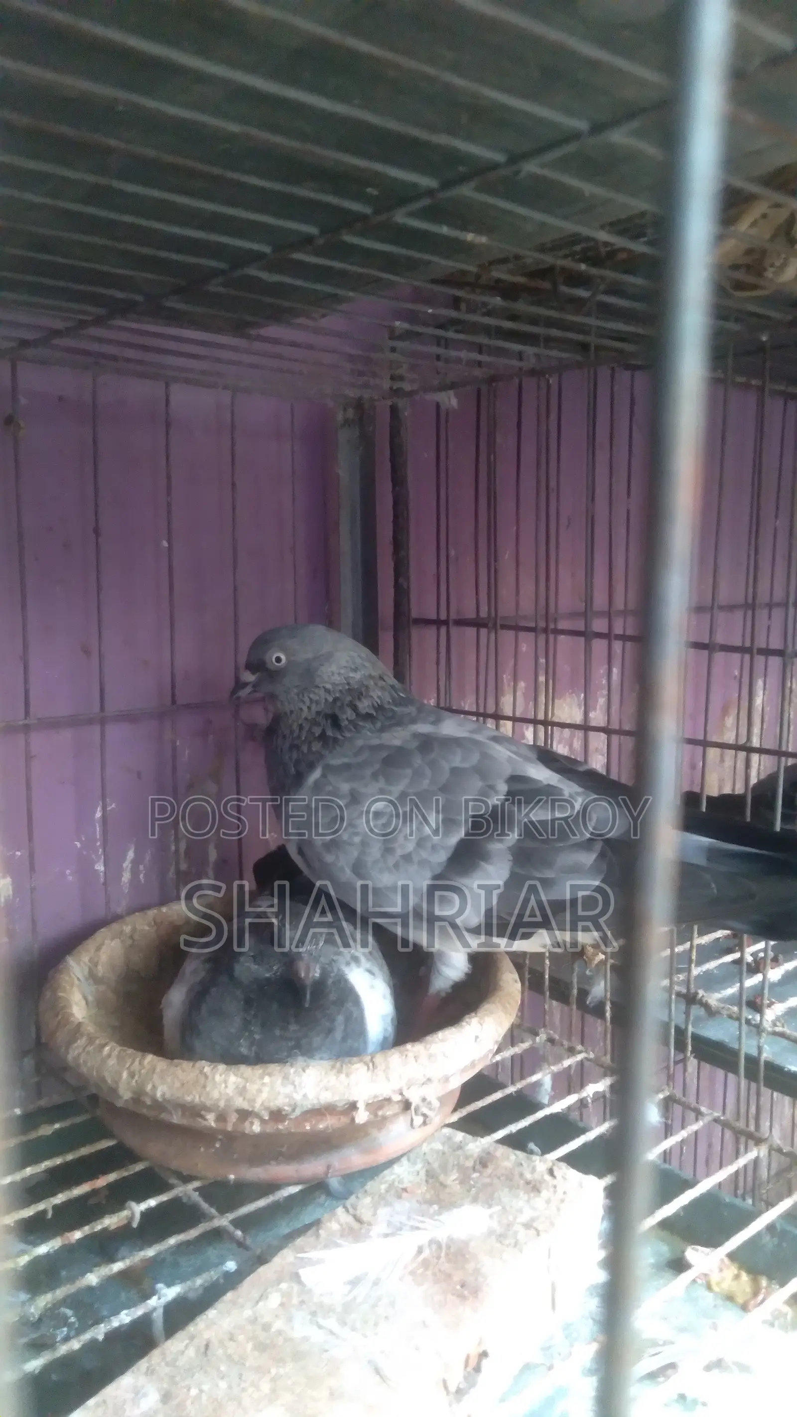 Pigeon Farm